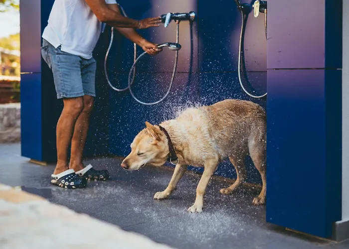 Kamp Maistra Amarin Pitches